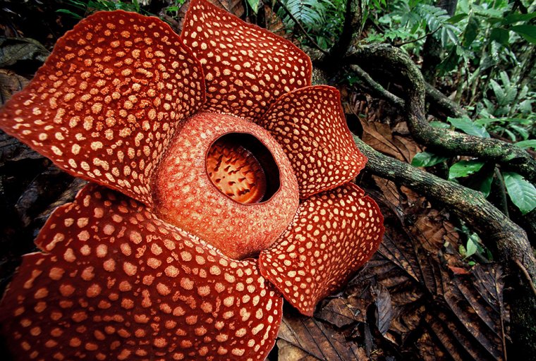 Rafflesia arnoldii, copyright Jeremy Holden