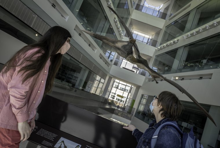 Visitors check out the full-size model of the Quetzalcoatlus at the U-M Museum of Natural History. Photo courtesy of University of Michigan Museum of Natural History/Michelle Andonian.