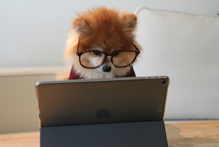 Pomeranian working on an iPad