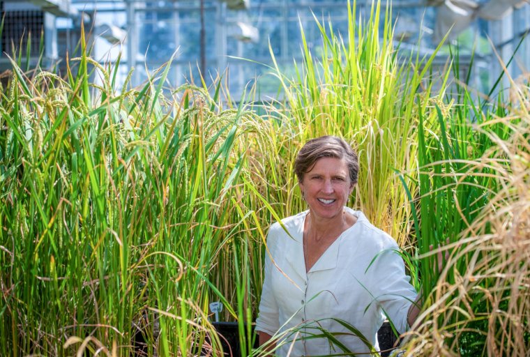Pamela Ronald standing in front of rice plants