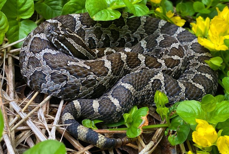 A  Eastern massasauga rattlesnake