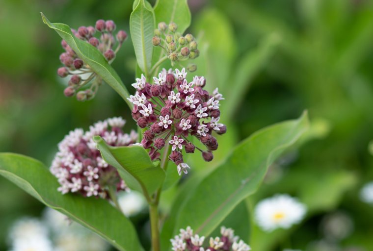 Milkweed flowers / Credits to https://lasclay.com