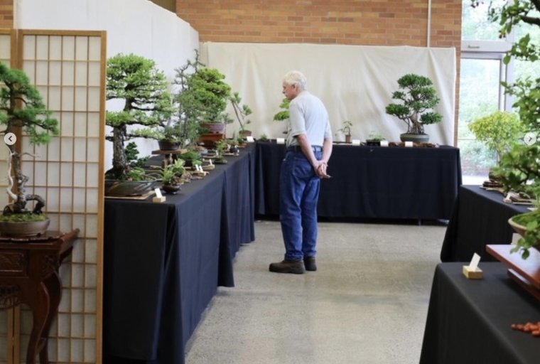 Man looking at a bonsai display.