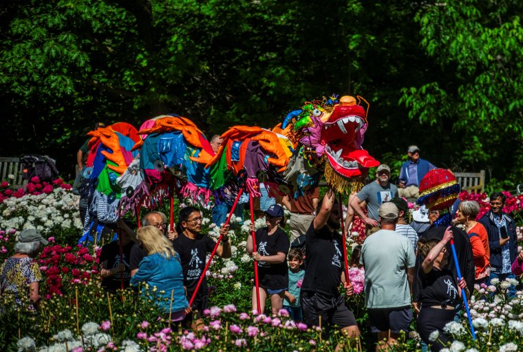Colorful Chinese dragon dancing in parade.