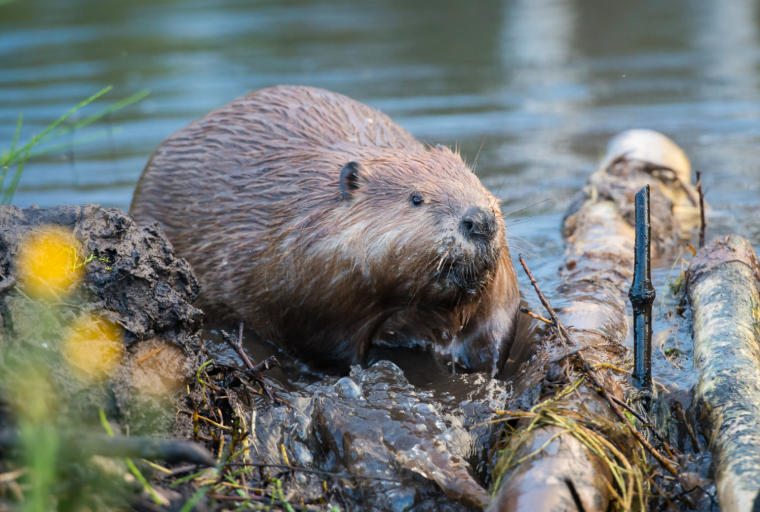 A beaver near water