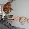 Whale Fossils