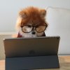 Pomeranian working on an iPad