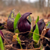 Skunk cabbage emerging from an early spring background of browns