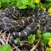 A  Eastern massasauga rattlesnake
