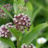 Milkweed flowers / Credits to https://lasclay.com