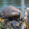 A beaver near water