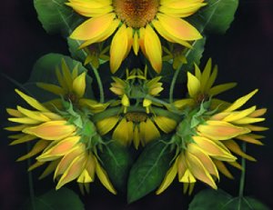 Florilegium: Color Photography by Kim Kauffman