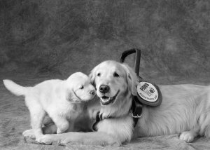 Puppy snuggling up to service dog
