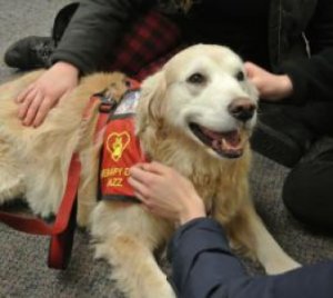 Therapy dog in the library