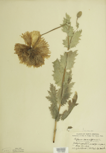 Papaver somniferum L., 1912, dried plant mounted on paper, Courtesy of the Unive