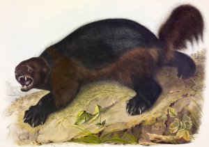 John James Audubon's Wolverine John James Audubon's Wolverine