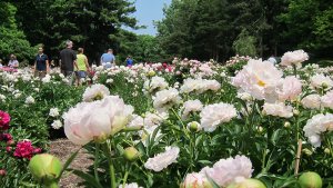 The Nichols Arboretum Peony Garden in full bloom, summer 2013