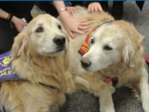 dogs in the library, 2013