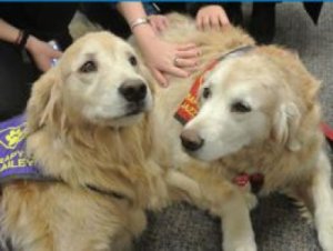 Therapy dogs in the library