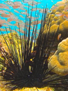 Siphamia urchin fish swimming in coral reef
