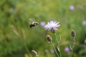 bee flying toward flower