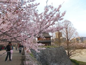 Students and cherry blossoms by Fukuoka Castle