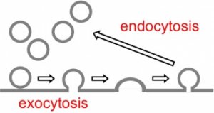 graphic of endocytosis