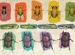 Illustration of flies, fish and beetles by John Megahan.
