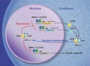 diagram of cell nucleus showing molecular architecture of circadian clock in cells