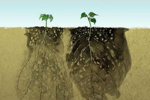 morning glory seedlings showing roots underground