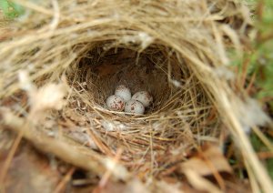 Four small, cream-colored bird's eggs covered in brown speckles are shown nestled in a simple, cup-shaped nest made of plant material.