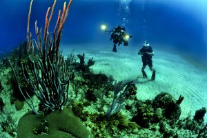 Divers are shown next to a coral reef in shades of blue and green.