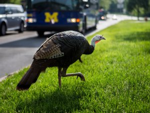 A turkey wanders on North Campus.
