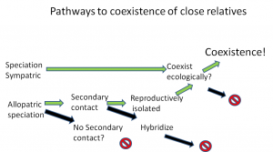 pathways to coexistence of close relatives