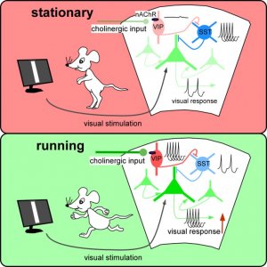 diagram of responses in the brain when running vs stationary