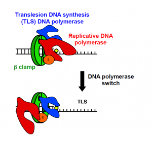 diagram of dna polymerase