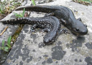 salamanders