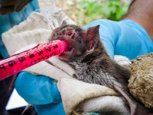 Bat receiving oral vaccine