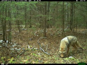 coyote camera trap image
