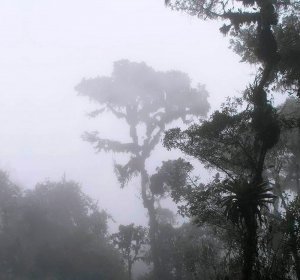 Tropical trees