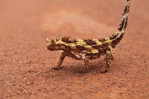 Lizard
