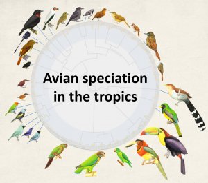 Species map of tropical birds
