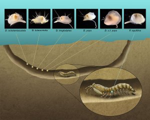 cryptic clams burrowing diagram