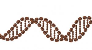 coffee DNA