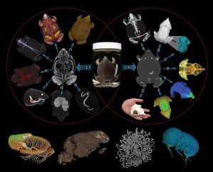 CT scans of animals
