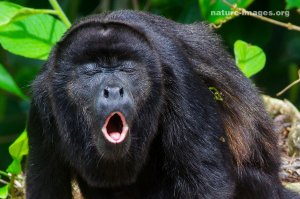 Howler monkey by nature-images.org