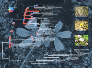 Phylogeny overlay on flowers