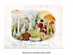 McIlvaine and Macadam 1902