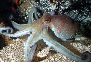 Octopus, source https://content1.amongthereef.com/images/items/inverts/common-octopus-octopus-vulgaris-1.jpg