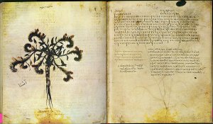 a notorious weed from a sixth century medical manuscript